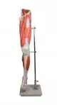 Modello di gamba con muscolatura Erler Zimmer M220