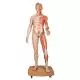 Figura con muscoli 3B Scientific a grandezza naturale, bisessuato, europea, in 39 parti B53