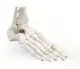 Modello di scheletro del piede con inserzione di tibia e perone Erler Zimmer 6053