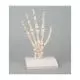 Modello flessibile di scheletro della mano umano Erler Zimmer 6003