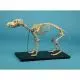 Modello di Scheletro di cane di piccola taglia Erler Zimmer VET1500