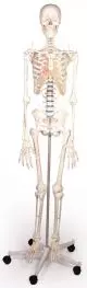 Modello anatomico di scheletro 