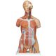Modello di lusso di Torso bisessuato con schiena aperta, in 31 parti B40