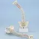 Colonna vertebrale con pelvi smontabile Erler Zimmer R4009