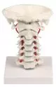 Modello delle vertebre cervicali su supporto Erler Zimmer 4073