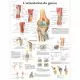 Tavola anatomica L'articolazione del ginocchio VR2174L 3B Scientific