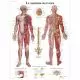 Tavola anatomico Il sistema nervoso VR2620L