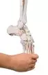 Scheletro della gamba con metà bacino, piede flessibile e indicazioni dei muscoli