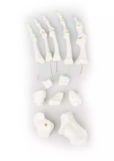 Modello di scheletro del piede smontato Erler Zimmer 3050