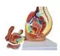 Modello anatomico di bacino femminile in 3 parti