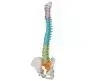 Colonna vertebrale con bacino flessibile versione didattica Mediprem