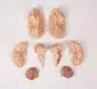 Modello anatomico di cervello con arterie in 9 parti C220 Erler Zimmer