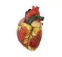 Modello anatomico del cuore ingrandito in 3 parti