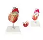 Modello anatomico di cuore Mediprem