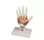 Modello anatomico della struttura della mano 