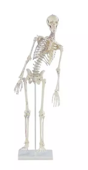 Scheletro in miniatura Fred con colonna vertebrale flessibile e inserzioni muscolari 3045 Erler Zimmer
