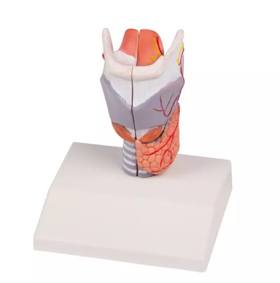 Modello di laringe in 2 parti G223 Erler Zimmer