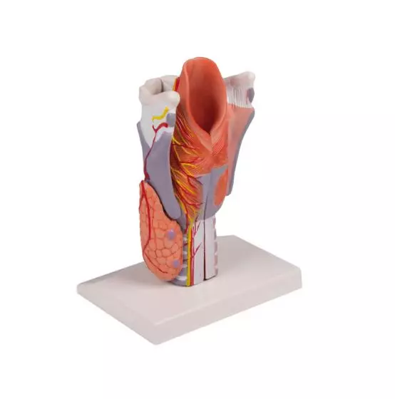 Modello anatomico di laringe ingrandita 2 volte in 5 parti G221 Erler Zimmer