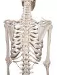 Modello di scheletro umano classico Willi su supporto a 5 ruote Erler Zimmer 3001
