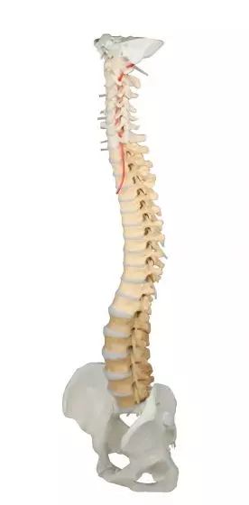 Colonna vertebrale didattica colorata con bacino smontabile, su supporto Erler Zimmer 4010