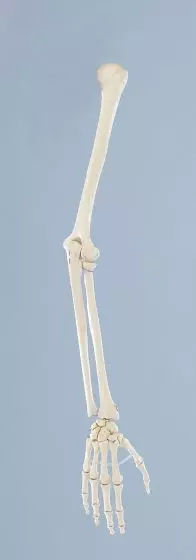 Modello di scheletro del braccio 6012 Erler Zimmer 