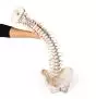 Colonna vertebrale con bacino smontabile, e marcaggio muscolare Erler Zimmer 4011-1