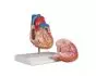Modello anatomico cuore in 2 parti con sistema di conduzione G207 Erler Zimmer 