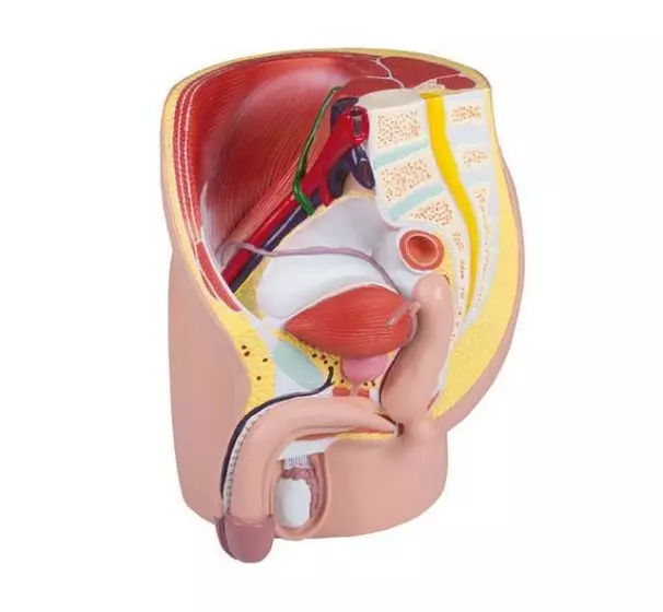 Modello anatomico di bacino maschile in 4 parti