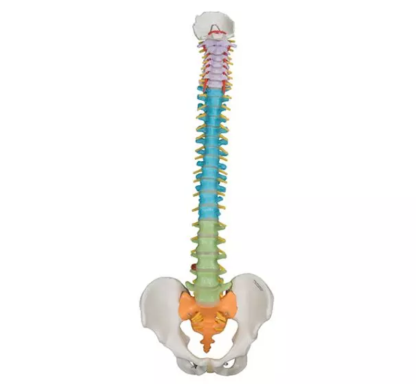 Colonna vertebrale con bacino flessibile versione didattica Mediprem