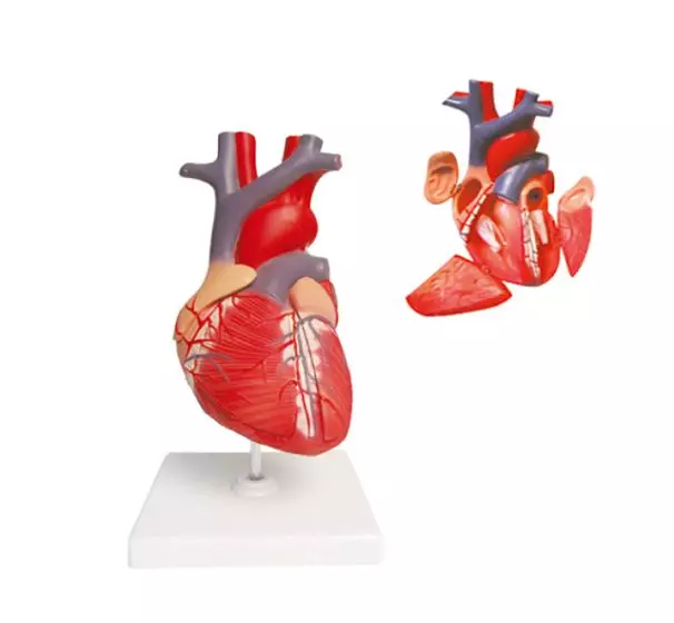Modello anatomico di cuore ingrandito 2 volte in 4 parti