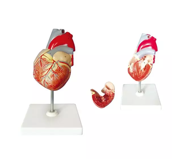 Modello anatomico di cuore Mediprem