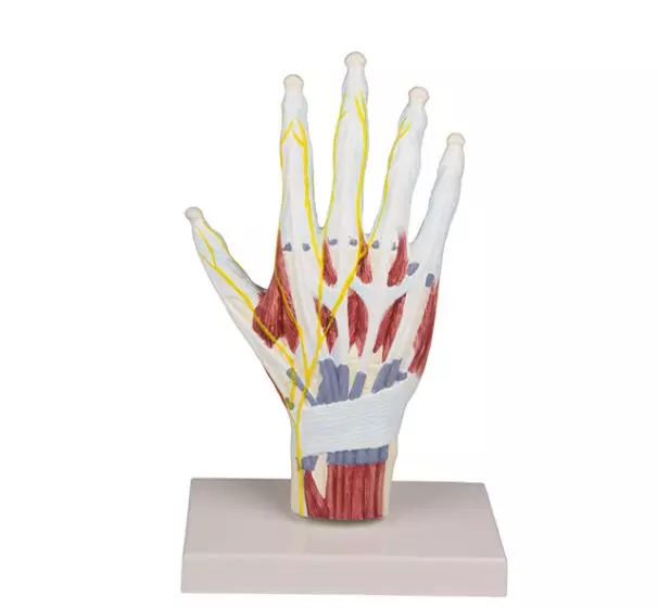 Modello anatomico della struttura della mano 