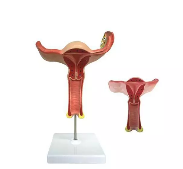 Modello anatomico di utero ingrandito di 1,5 volte