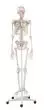 Modello anatomico di scheletro "Arnold“ con marcatura muscoli 3008 Erler Zimmer
