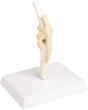 Modello anatomico di Erler Zimmer del ginocchio canino