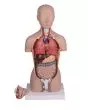 Modello di torso umano bisessuato scomponibile in 16 parti B223 Erler Zimmer