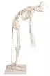 Mini scheletro Paul con colonna vertebrale amovibile Erler Zimmer 3040