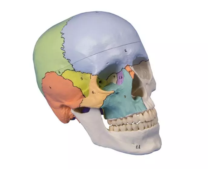 Modello di cranio didattico in 3 parti Erler Zimmer 4508