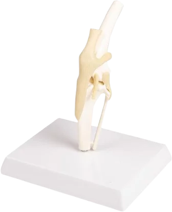 Modello anatomico di Erler Zimmer del ginocchio canino