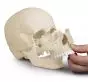 Cranio articolato - Versione anatomica in 22 parti R4701 Erler Zimmer