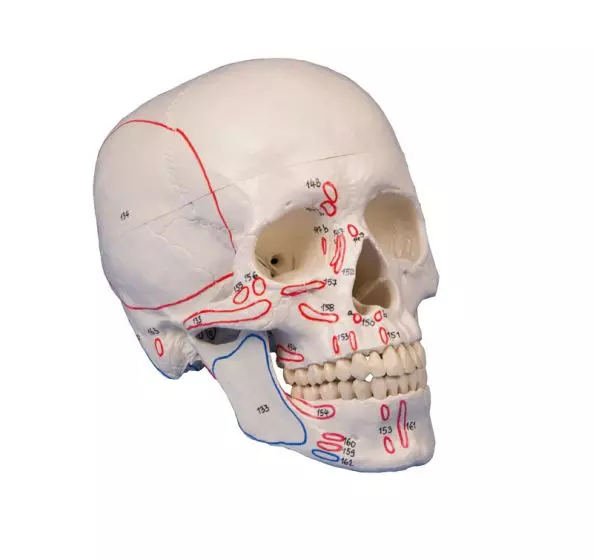 Modello del cranio in 3 parti, con marcaggio muscolare Erler Zimmer 4509