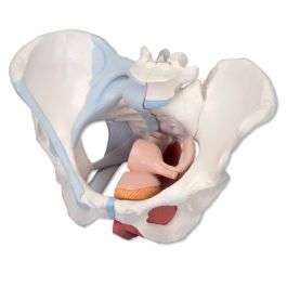 1: 1 modello anatomico del bacino femminile con organo dei nervi dei muscoli delle navi  26