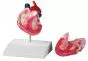 Modello di cuore di cane di medie dimensioni Erler Zimmer VET1250