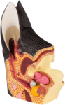Modello anatomico dell'orecchio canino