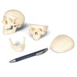 Modello di cranio in miniatura, in 3 parti A18/15