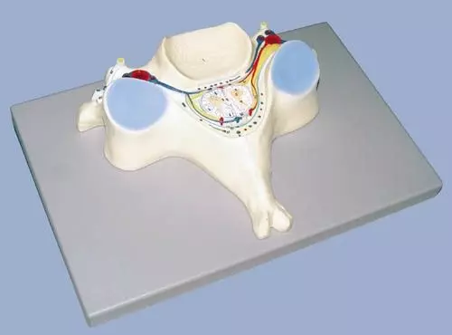 Modello di vertebra cervicale ingrandita 7 volte A182 Erler Zimmer