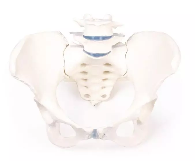 Modello di scheletro del bacino femminile Erler Zimmer 4058
