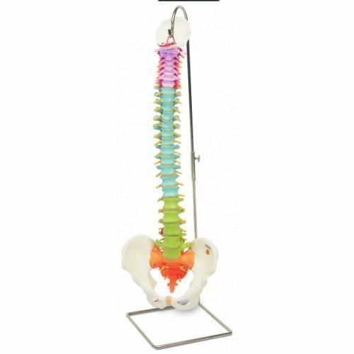 3B Scientific, Colonna vertebrale flessibile molto robusta A59/1
