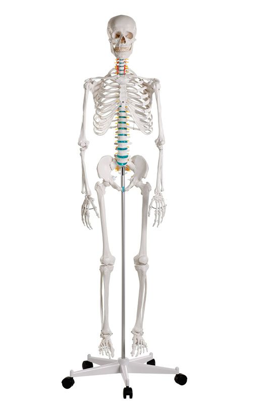 QWORK® Modello Anatomico Scheletro Umano, 85 cm, Flessibile, Per Strumento  di Visualizzazione dell'Insegnamento Medico