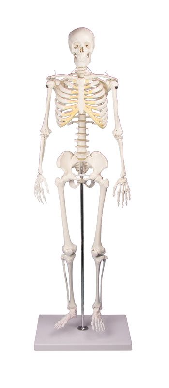 QWORK® Modello Anatomico Scheletro Umano, 85 cm, Flessibile, Per Strumento  di Visualizzazione dell'Insegnamento Medico